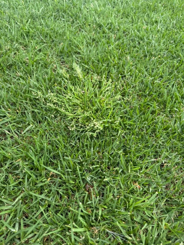 Closeup of winter grass on a perfectly manicured lawn