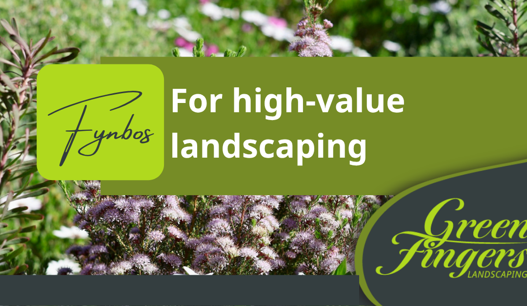 Fynbos for High-Value Landscaping