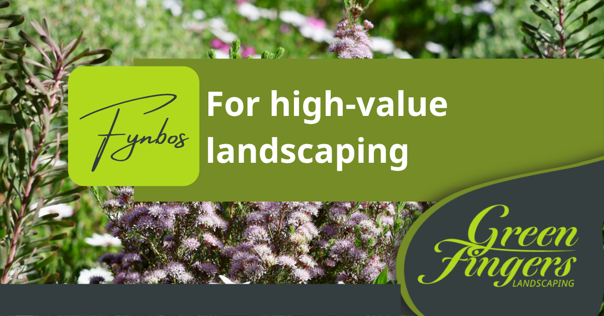 Fynbos for High-Value Landscaping