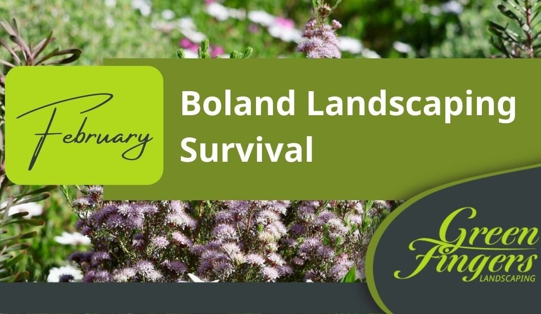 February Boland Landscaping Survival